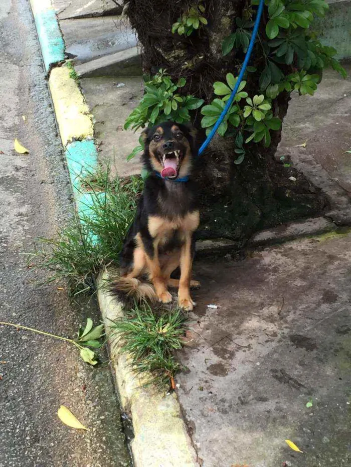 Cachorro ra a Pinscher com vira lata idade 4 anos nome Pitter