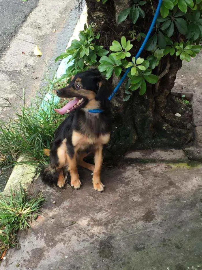 Cachorro ra a Pinscher com vira lata idade 4 anos nome Pitter