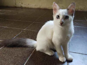 Gato raça  idade Abaixo de 2 meses nome Filó