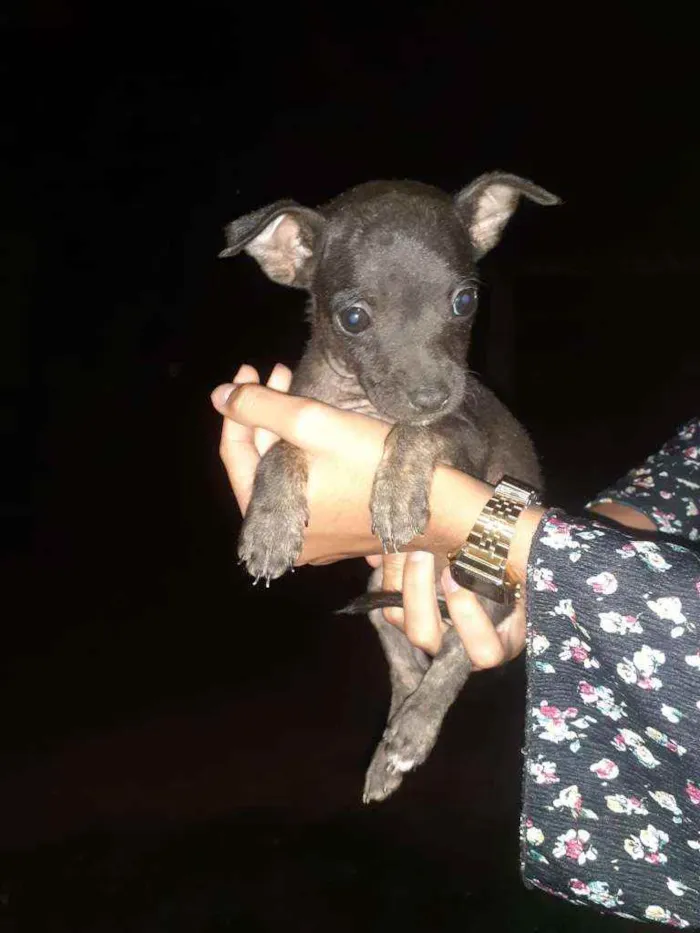 Cachorro ra a Pitbull misturado com vira lat idade 2 a 6 meses nome sem nome