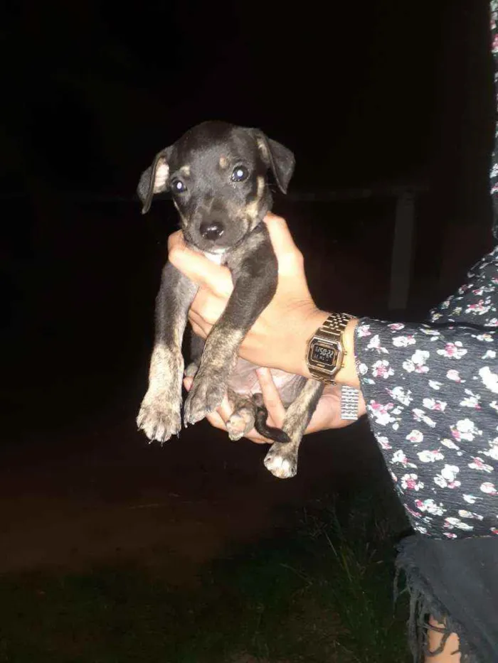 Cachorro ra a Pitbull misturado com vira lat idade 2 a 6 meses nome sem nome