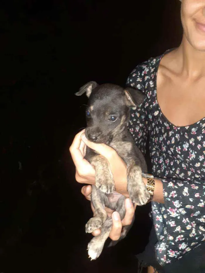 Cachorro ra a Pitbull misturado com vira lat idade 2 a 6 meses nome sem nome