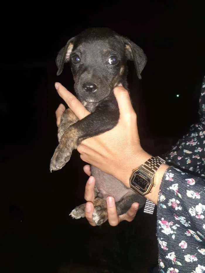 Cachorro ra a Pitbull misturado com vira lat idade 2 a 6 meses nome sem nome