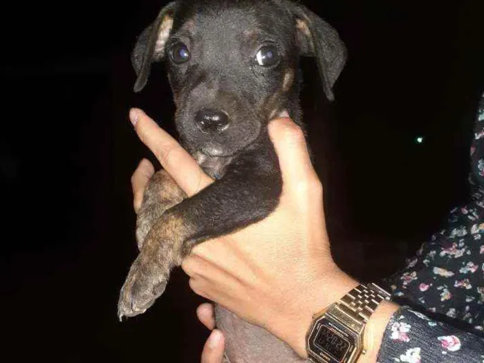 Cachorro ra a Pitbull misturado com vira lat idade 2 a 6 meses nome sem nome