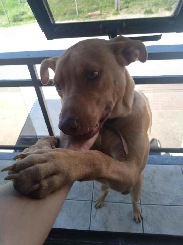 Cachorro ra a Mãe Pitbull idade 7 a 11 meses nome Luke