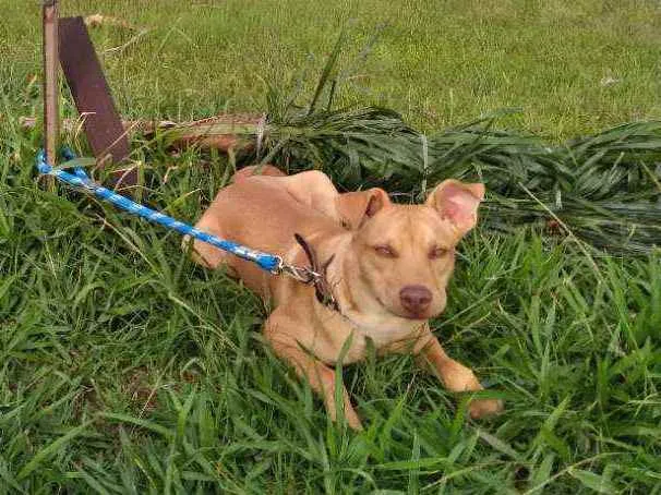 Cachorro ra a Mãe Pitbull idade 7 a 11 meses nome Luke