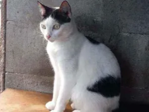 Gato raça Srd idade 7 a 11 meses nome Vitória, Serena, Dal
