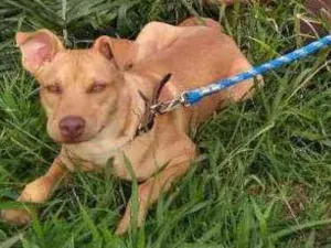 Cachorro raça Mãe Pitbull idade 7 a 11 meses nome Luke