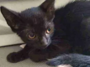 Gato raça Srd idade 2 a 6 meses nome Salen