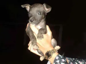 Cachorro raça Pitbull misturado com vira lat idade 2 a 6 meses nome sem nome