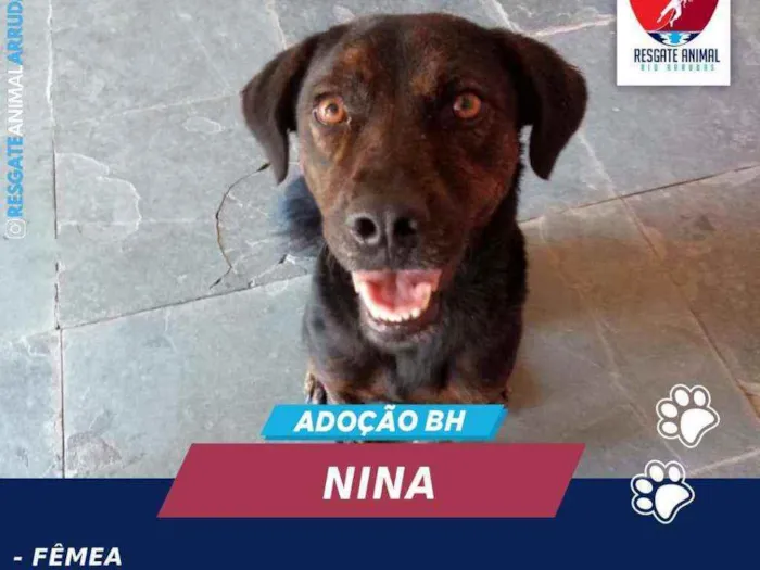 Cachorro ra a SEM RAÇA DEFINIDA idade 1 ano nome NINA