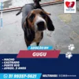 GUGU