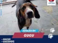 GUGU