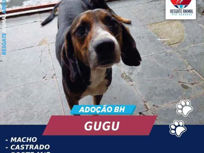 Cachorro ra a MESTIÇO DE PERDIGUEIRO idade 3 anos nome GUGU