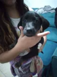 Cachorro raça Vira lata idade 2 a 6 meses nome Pretinha