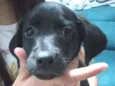 Cachorro raça Vira lata idade 2 a 6 meses nome Pretinha