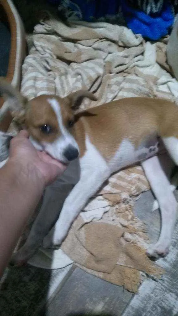 Cachorro ra a SRD idade 2 a 6 meses nome Laila 