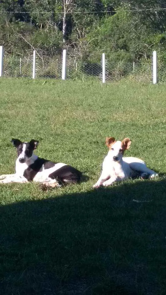 Cachorro ra a SRD idade 2 a 6 meses nome Átila 