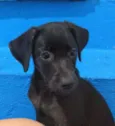 Cachorro raça Vira lata idade 2 a 6 meses nome Pretinha