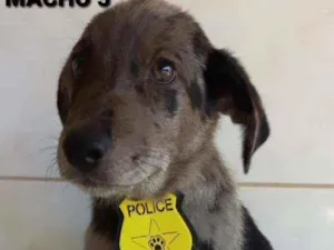 Cachorro raça INDEFINIDA MÃE PASTOR ALEMÃO  idade 2 a 6 meses nome MACHO 5