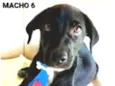 MACHO 6
