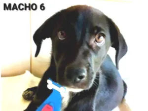 Cachorro raça INDEFINIDA MÃE PASTOR ALEMÃO  idade 2 a 6 meses nome MACHO 6