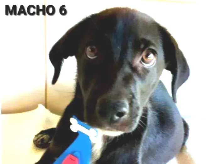 Cachorro ra a INDEFINIDA MÃE PASTOR ALEMÃO  idade 2 a 6 meses nome MACHO 6