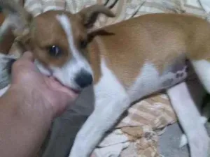 Cachorro raça SRD idade 2 a 6 meses nome Laila 