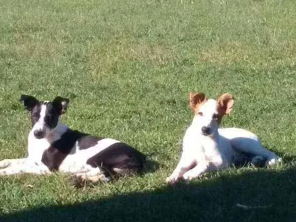 Cachorro ra a SRD idade 2 a 6 meses nome Átila 