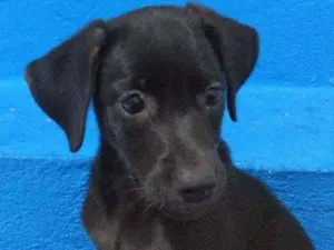 Cachorro raça Vira lata idade 2 a 6 meses nome Pretinha