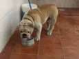 Apolo