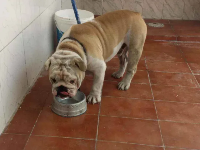 Cachorro ra a Buldog inglês  idade 1 ano nome Apolo