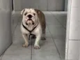 Apolo