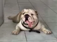 Apolo