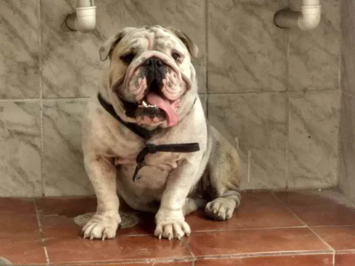 Cachorro ra a Buldog inglês  idade 1 ano nome Apolo