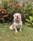 Apolo