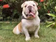 Apolo