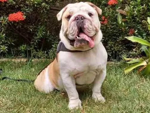 Cachorro ra a Buldog inglês  idade 1 ano nome Apolo