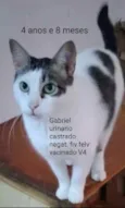 Gato raça Sem Raça Definida idade 4 anos nome Gabriel CASTRADO