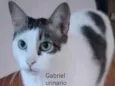 Gato raça Sem Raça Definida idade 4 anos nome Gabriel CASTRADO