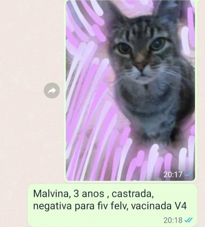 Gato ra a Sem Raça Definida idade 3 anos nome MALVINA Castrada
