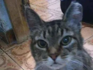 Gato raça Sem Raça Definida idade 3 anos nome MALVINA Castrada