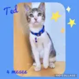 Gato raça Srd idade 2 a 6 meses nome Ted