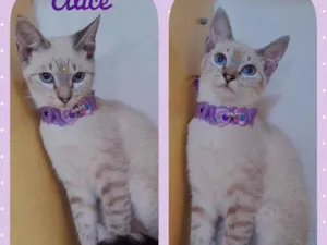 Gato raça Srd idade 2 a 6 meses nome Alice