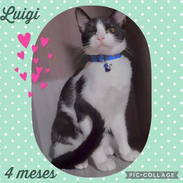 Gato raça Srd idade 2 a 6 meses nome Luigi