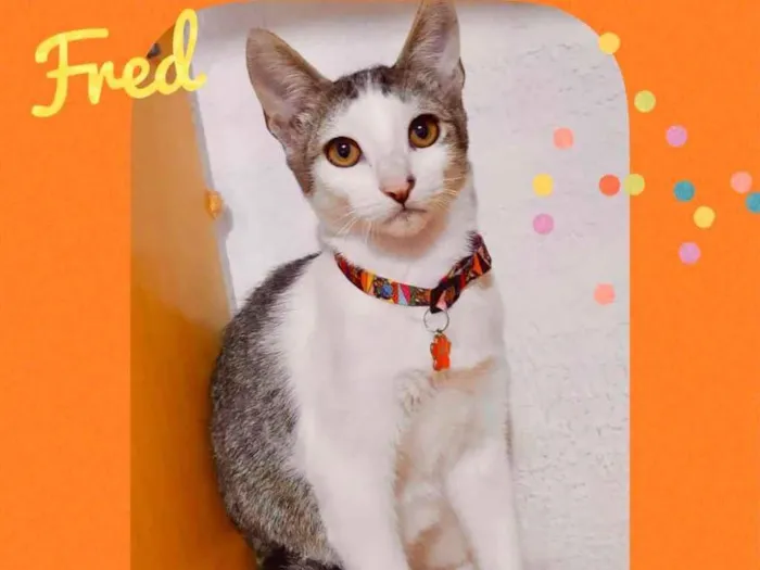 Gato raça Srd idade 2 a 6 meses nome Joca 