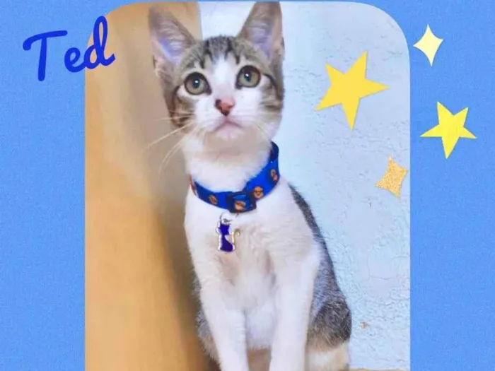 Gato raça Srd idade 2 a 6 meses nome Ted