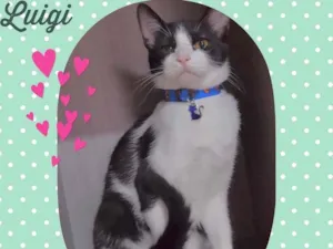 Gato raça Srd idade 2 a 6 meses nome Luigi