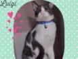 Gato raça Srd idade 2 a 6 meses nome Luigi