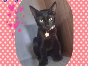 Gato raça Srd idade 2 a 6 meses nome Jony